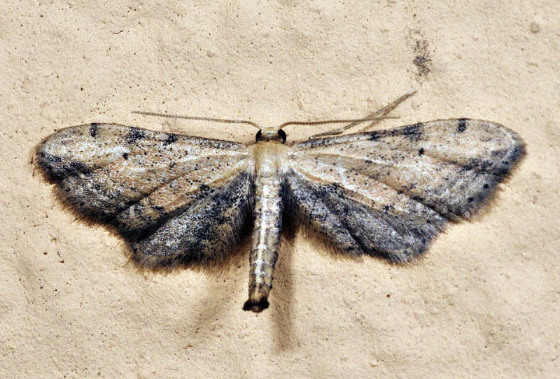 Lepidotteri dalla Sardegna